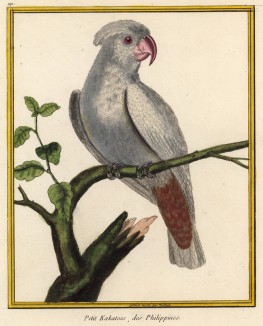 Попугай, обитающий на Филиппинах (из Table des Planches Enluminées d'Histoire Naturelle de M. D'Aubenton (фр.). Утрехт. 1783 год (лист 191))