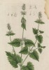 Кошачья трава (Nepeta Mentha Cataria (лат.)) (лист 455 "Гербария" Элизабет Блеквелл, изданного в Нюрнберге в 1760 году)