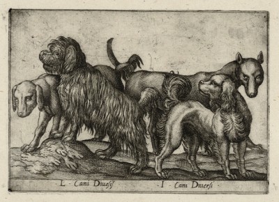 Различные собаки (лист из альбома Nova raccolta de li animali piu curiosi del mondo disegnati et intagliati da Antonio Tempesta... Рим. 1651 год)