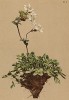 Лапчатка Делаклюза (Potentilla Clusiana (лат.)) (из Atlas der Alpenflora. Дрезден. 1897 год. Том III. Лист 219)