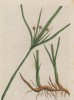 Ситник пахучий (сыть длинная) (Cyperus longus (лат.)) (лист 316 "Гербария" Элизабет Блеквелл, изданного в Нюрнберге в 1757 году)
