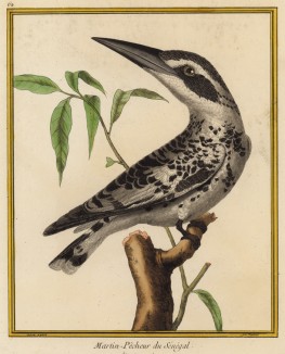 Зимородок из Сенегала (из Table des Planches Enluminées d'Histoire Naturelle de M. D'Aubenton (фр.). Утрехт. 1783 год (лист 62))