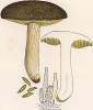 Моховик зелёный или решётчатый, Boletus subtomentosus Linn. (лат.). Съедобный гриб. Дж.Бресадола, Funghi mangerecci e velenosi, т.II, л.168. Тренто, 1933
