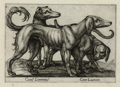 Охотничьи собаки (лист из альбома Nova raccolta de li animali piu curiosi del mondo disegnati et intagliati da Antonio Tempesta... Рим. 1651 год)
