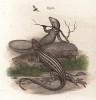 Ящерки Ctenodactylus vulgaris (лат.) (из Naturgeschichte der Amphibien in ihren Sämmtlichen hauptformen. Вена. 1864 год)