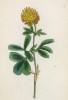 Клевер коричневый (Trifolium badium (лат.)) (лист 112 известной работы Йозефа Карла Вебера "Растения Альп", изданной в Мюнхене в 1872 году)