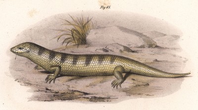 Сцинк Scincus officinalis (лат.) (из Naturgeschichte der Amphibien in ihren Sämmtlichen hauptformen. Вена. 1864 год)