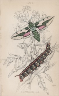 Бражник средний винный (Spotted Elephant Hawk-moth (англ.)) (лист 8 тома XL "Библиотеки натуралиста" Вильяма Жардина, изданного в Эдинбурге в 1843 году)
