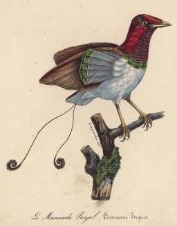 Королевская райская птица (Cicinnurus regius (лат.)) (лист из альбома литографий "Галерея птиц... королевского сада", изданного в Париже в 1822 году)