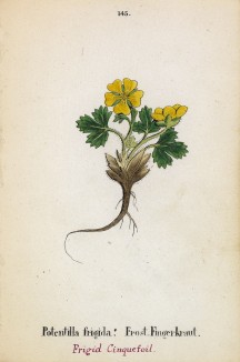 Лапчатка холодная (Potentilla frigida (лат.)) (лист 145 известной работы Йозефа Карла Вебера "Растения Альп", изданной в Мюнхене в 1872 году)