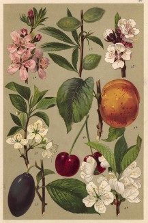 Миндаль обыкновенный (Amygdalus communis), абрикос (Prunus Armeniaca), слива обыкновенная (Prunus domestica), кислая вишня (Prunus Cerasus)