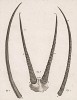 Рога антилопы (лист XXXIII иллюстраций к двенадцатому тому знаменитой "Естественной истории" графа де Бюффона, изданному в Париже в 1764 году)