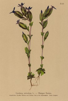 Горечавка мешочная (Gentiana utriculosa (лат.)) (из Atlas der Alpenflora. Дрезден. 1897 год. Том IV. Лист 340)