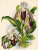 Орхидея CYPRIPEDIUM x MORGANIAE (лат.) (лист DXLI Lindenia Iconographie des Orchidées - обширнейшей в истории иконографии орхидей. Брюссель, 1896)