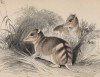 Восточный полосатый бандикут (Perameles Gunii (лат.)) (лист 15 тома VIII "Библиотеки натуралиста" Вильяма Жардина, изданного в Эдинбурге в 1841 году)