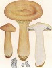 Говорушка подогнутая, Clitocube geotropa Bull. (лат.), хороший съедобный гриб. Дж.Бресадола, Funghi mangerecci e velenosi, т.I, л.65. Тренто, 1933