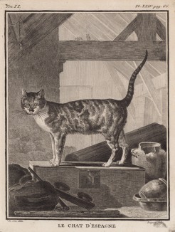 Испанская домашняя кошка (лист XXIV иллюстраций ко второму тому знаменитой "Естественной истории" графа де Бюффона, изданному в Париже в 1749 году)