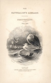 Титульный лист XXVII тома "Библиотеки натуралиста" Вильяма Жардина, изданного в Эдинбурге в 1843 году и посвящённого орнитологу Александру Вильсону (на миниатюре изображены чайки)