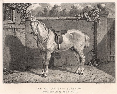 Конь по кличке Устойчивый. The Book of Field Sports and Library of Veterinary Knowledge. Лондон, 1864