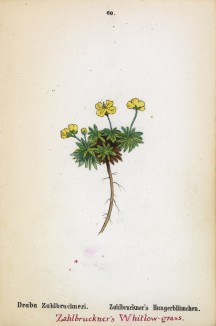 Крупка Зальбрюкнера (Draba Zahlbruckneri (лат.)) (лист 60 известной работы Йозефа Карла Вебера "Растения Альп", изданной в Мюнхене в 1872 году)