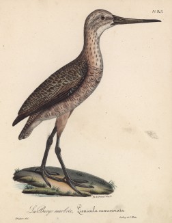 Мраморный веретенник (лист из альбома литографий "Галерея птиц... королевского сада", изданного в Париже в 1825 году)