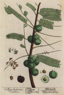 Эмблик (Phyllanthus emblica (лат.)) -- плодовое дерево семейства эмблик (лист 400a "Гербария" Элизабет Блеквелл, изданного в Нюрнберге в 1757 году)