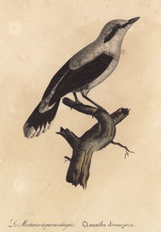 Каменка обыкновенная (лист из альбома литографий "Галерея птиц... королевского сада", изданного в Париже в 1825 году)