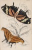 Бабочки 1. Marius Tethys и 2. Fabius Hippona (лат.)) (лист 19 XXXVI тома "Библиотеки натуралиста" Вильяма Жардина, изданного в Эдинбурге в 1837 году)