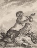 Белоносый гусар, или нисна, он же красная мартышка. Лист XXVI иллюстраций к четырнадцатому тому знаменитой "Естественной истории" графа де Бюффона. Париж, 1766