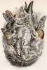 Портрет Джинебры де Монкаде в окружении красивейших леди-бабочек из семейства Нимфалид. Les Papillons, métamorphoses terrestres des peuples de l'air par Amédée Varin. Париж, 1852