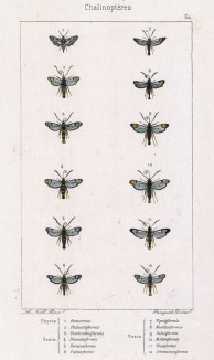 Бабочка Thyris Finestrina (1), а также одиннадцать бабочек рода Sesia (лат.) (лист 52)