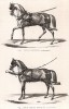 Одинарная упряжь и двойная упряжь. The Book of Field Sports and Library of Veterinary Knowledge. Лондон, 1864