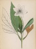 Ветреница, или анемона трёхлистная (Anemone trifolia (лат.)) (лист 10 известной работы Йозефа Карла Вебера "Растения Альп", изданной в Мюнхене в 1872 году)
