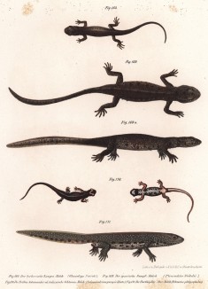 Коллекция саламандр Леопольда Фитцингера из его известного труда Naturgeschichte der Amphibien in ihren Sämmtlichen hauptformen (Вена. 1864 год)