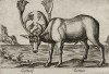 Олень (лист из альбома Nova raccolta de li animali piu curiosi del mondo disegnati et intagliati da Antonio Tempesta... Рим. 1651 год)