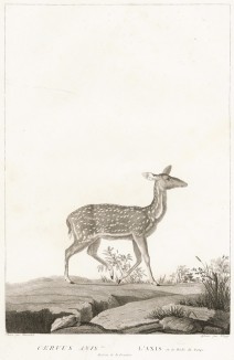Самка пятнистого оленя (лист из La ménagerie du muséum national d'histoire naturelle ou description et histoire des animaux... -- знаменитой в эпоху Наполеона работы по натуральной истории)