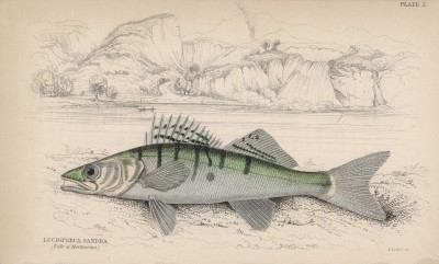 Обыкновенный судак (Lucioperca sandra (лат.)) (лист 5 XXIX тома "Библиотеки натуралиста" Вильяма Жардина, изданного в Эдинбурге в 1835 году