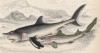 1. Кунья акула 2. Атлантическая сельдевая акула, или ламна (1. Mustelus laevis 2. Lamna cornubica (лат.)) (лист 25 XXXIII тома "Библиотеки натуралиста" Вильяма Жардина, изданного в Эдинбурге в 1843 году)