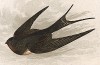 Ласточка (англ. Swallow). Лист из издания Анны Пратт Our Native Songsters. Лондон, 1852