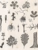 Семена, листья и корни различных растений (лист 1). Les Fleurs Animées par J.-J Grandville. Париж, 1847