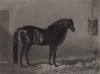 Вороная лошадь Бьюти из конюшен её величества королевы Виктории. Лондон, 1843