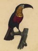 Красногрудый тукан (лист из альбома литографий "Галерея птиц... королевского сада", изданного в Париже в 1822 году)