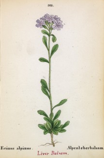 Эринус альпийский (Erinus alpinus (лат.)) (лист 303 известной работы Йозефа Карла Вебера "Растения Альп", изданной в Мюнхене в 1872 году)