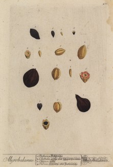 Разновидность дерева эмблик (Myrobalanus (лат.)) (лист 401 "Гербария" Элизабет Блеквелл, изданного в Нюрнберге в 1760 году)