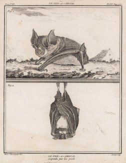 Летучая мышь Le fer-à-cheval (фр.) в бодрствующем (вверху) и спящем состоянии (лист XX иллюстраций к восьмому тому знаменитой "Естественной истории" графа де Бюффона, изданному в Париже в 1760 году)