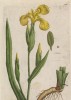 Касатик, или сабельник касатик ложноаировый (Iris pseudacorus (лат.) (лист 261 "Гербария" Элизабет Блеквелл, изданного в Нюрнберге в 1757 году)