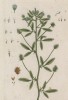 Лядвенец рогатый (Lotus corniculatus (лат.)) -- кормовое растение, выдерживающее значительное вытаптывание (лист 284 "Гербария" Элизабет Блеквелл, изданного в Нюрнберге в 1757 году)
