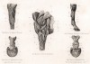 Анатомия лошади. Кости, мускулы и артерии передней конечности. The Book of Field Sports and Library of Veterinary Knowledge. Лондон, 1864
