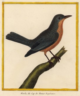Дрозд с мыса Доброй Надежды (из Table des Planches Enluminées d'Histoire Naturelle de M. D'Aubenton (фр.). Утрехт. 1783 год (лист 221))