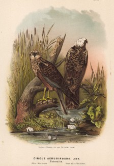 Пара болотных луней в 1/3 натуральной величины (лист IX красивой работы Оскара фон Ризенталя "Хищные птицы Германии...", изданной в Касселе в 1894 году)